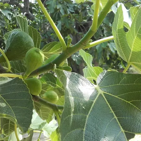 Bed & Breakfast Casale Giovannozzi