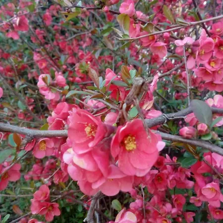 Casale Giovannozzi 3* Ascoli Piceno