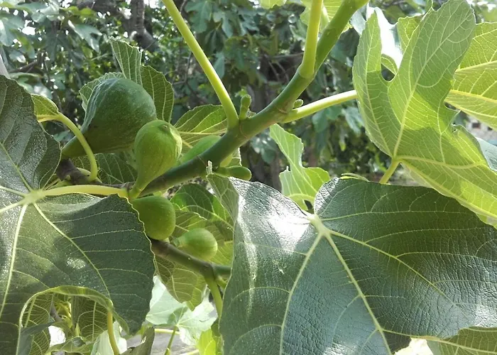 Bed & Breakfast Casale Giovannozzi