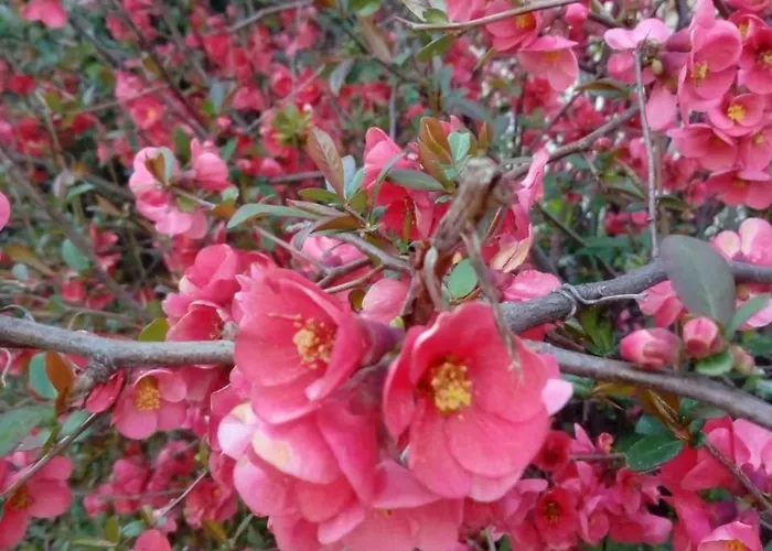 Casale Giovannozzi 3* Ascoli Piceno